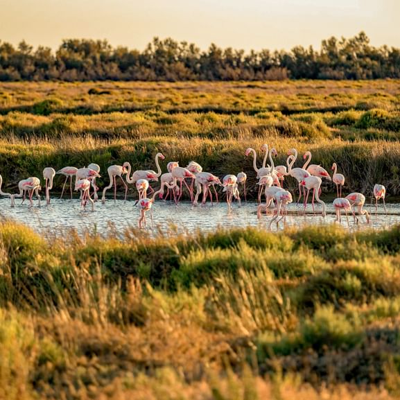 Groupe de flamants roses dans les eaux peu profondes des zones humides de Camargue, entourés d'herbes dorées et d'arbres en arrière-plan.