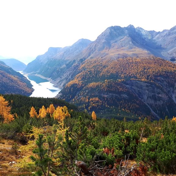 Ein Bergwald im Engadin im Herbst.