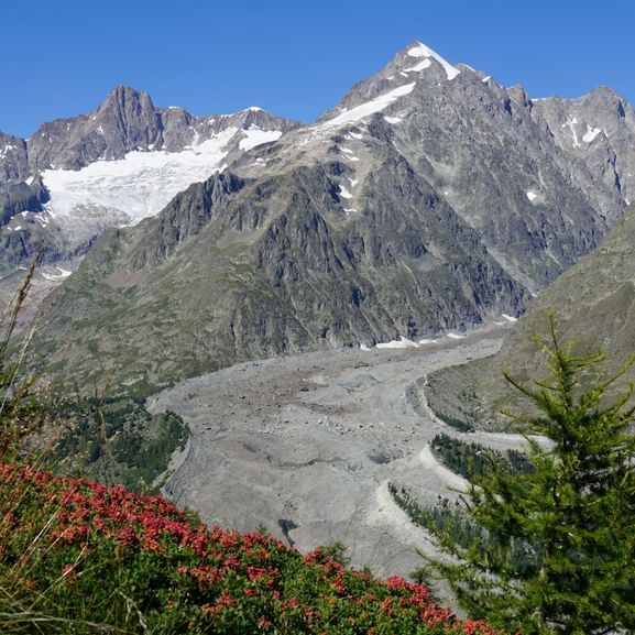 Panoramablick auf schneebedeckte Alpengipfel mit Gletscher im Tal. Rote Alpenrosen und Nadelbäume im Vordergrund unter blauem Himmel.