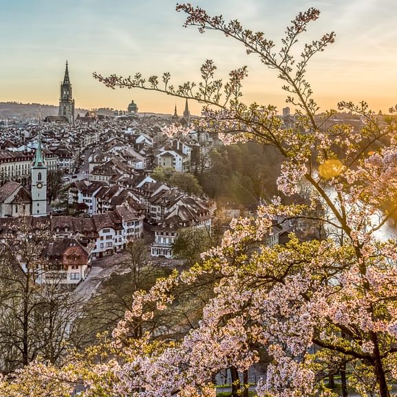 Vue panoramique de la vieille ville de Berne avec le clocher de la cathédrale au coucher du soleil, encadrée par des fleurs de cerisier roses.