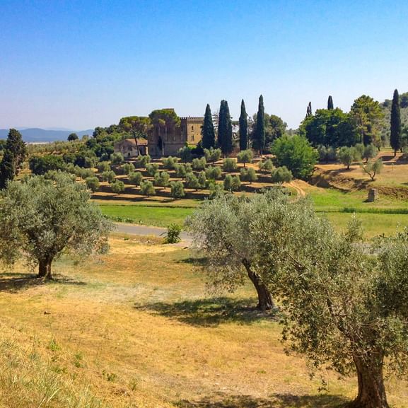 Olivenbäume in der Toskana