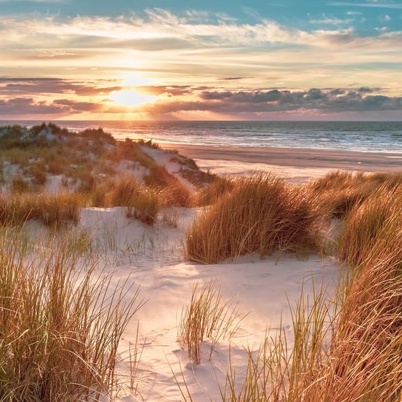 Coucher de soleil doré sur la mer du Nord vu depuis les dunes de sable de Texel, avec herbes de plage au premier plan et ciel nuageux.