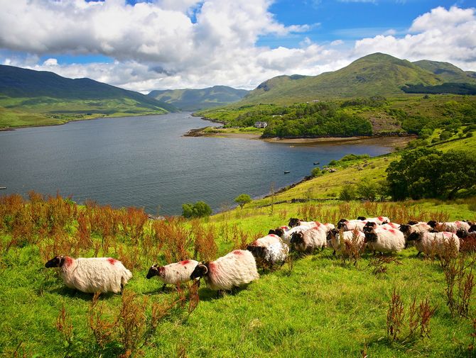 Eine Schafherde auf der grünen Insel Irland