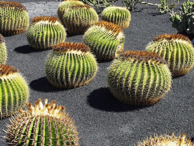 Mehrere kleine, runde Kakteen wachsen auf der schwarzen Erde auf Lanzarote.