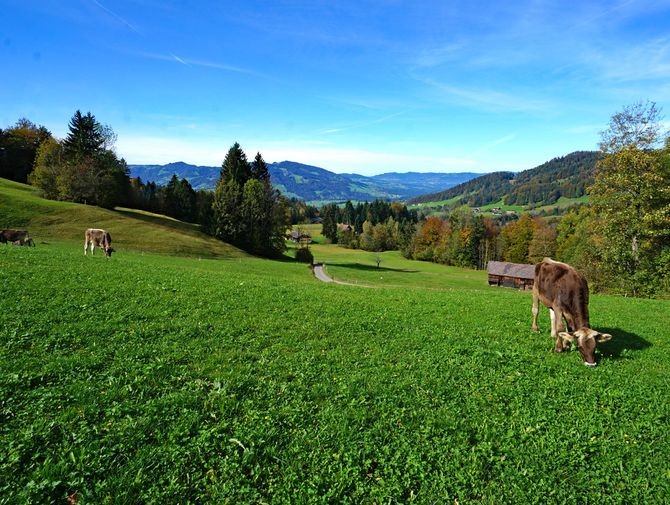 Ruhiges Bergleben in Vorarlberg