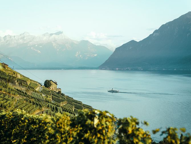 Aussicht von Weinbergen auf den Genfersee, auf dem ein Dampfschiff fährt. 