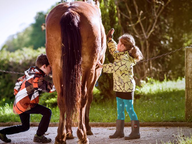Un cheval marron vu de dos, pansé par une petite fille et un garçon.