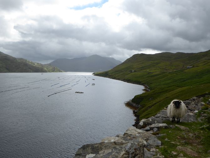 Ein weisses langhaariges einsames Schaf steht auf der steinigen Alm. Gleich unterhalb der wundeschöne, ruhige See.