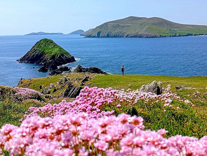 Blumen an der irischen Küste