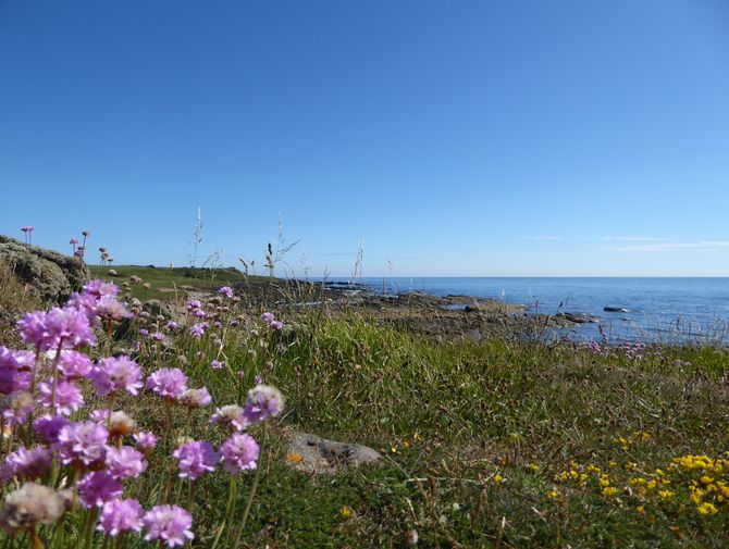 Günther sieht bei der Küstenwanderung in Schottland viele bunte Blumen.