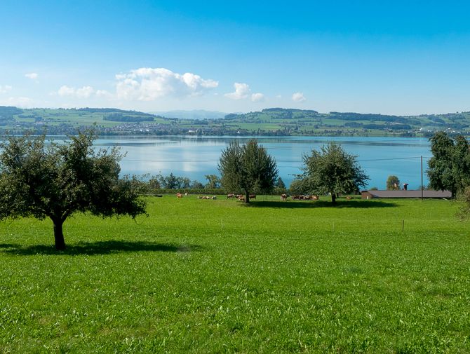 Hinter einer grünen Wiese, auf der vereinzelte Bäume stehen, ist das Ufer des Sempachersees zu sehen. Am Horizont eine Hügellandschaft unter dem Strahlend blauen Sommerhimmel. Wanderferien mit Eurotrek.