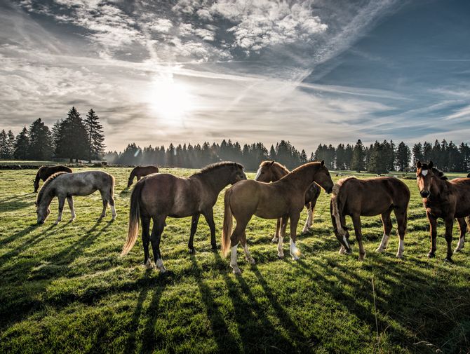 In der Ajoie sind zahlreiche Pferde zuhause.