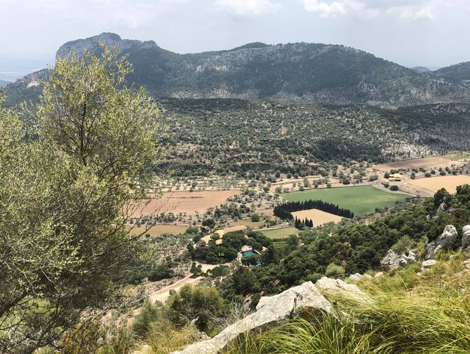 Ausblick auf die hügelige Landschaft mit Bäumen und Feldern in Mallorca,<br/>.