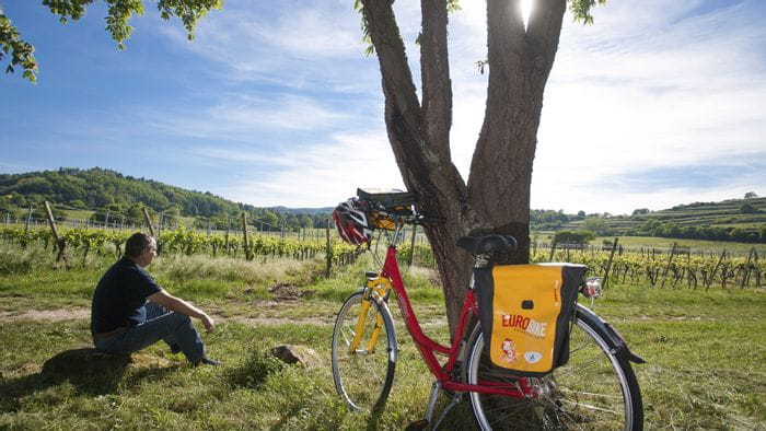 Radfahrer blickt auf Weinreben am Rhein