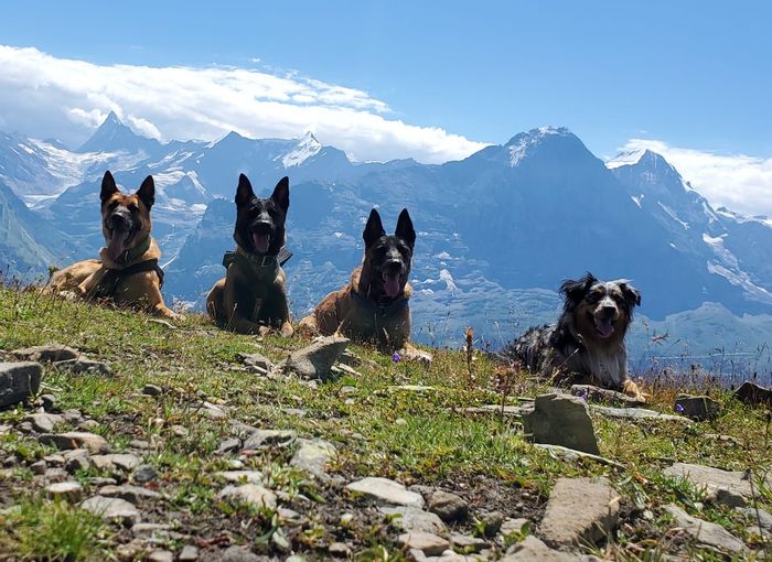 Hunde auf der Via Berna