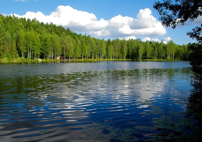 Ein ruhiger See in Finnland ist umgeben von dichtem Nadelwald.