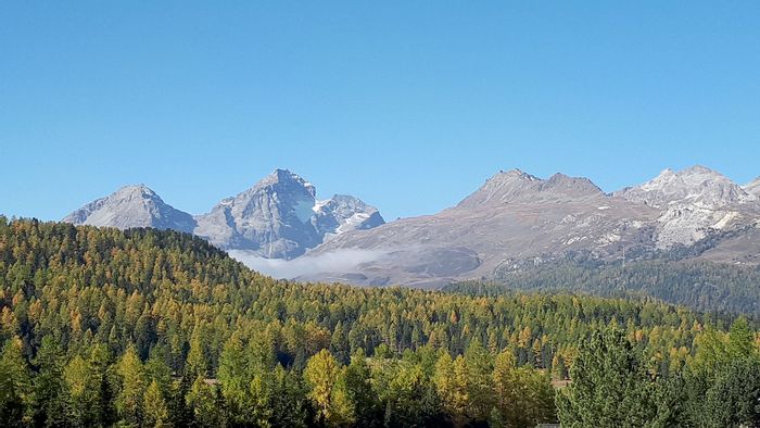 Ein dichter Nadelwald befindet sich direkt vor einem Bergmassiv auf der Bernina Tour im Kanton Graubünden.