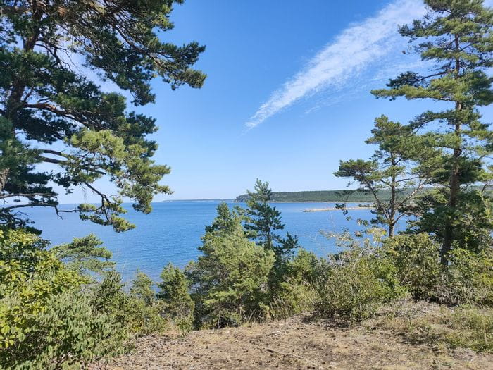 Der Blick aus einem Wald hinaus auf der Meer in Gotland. 