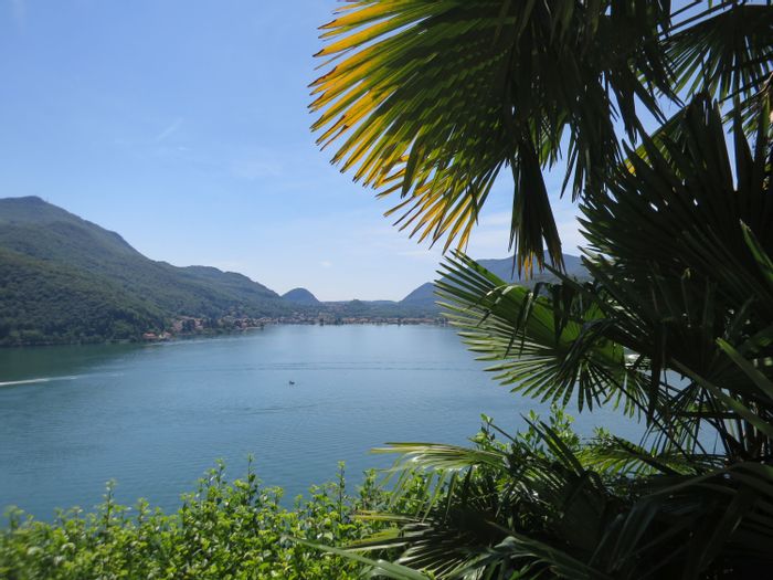 Sicht durch Palmen auf den Lago di Lugano.