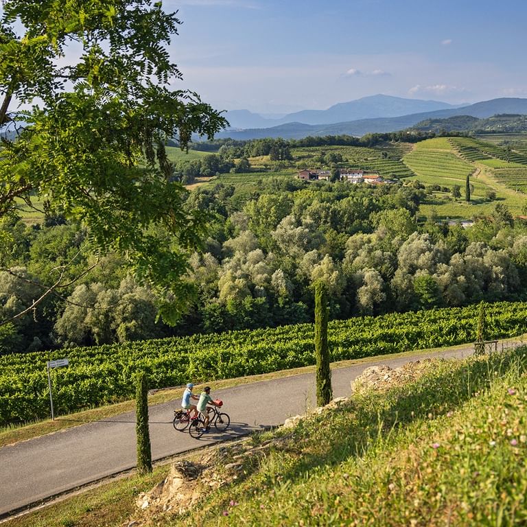 Deux cyclistes sur une route de campagne entre vignobles avec collines, cyprès et montagnes en arrière-plan sous ciel bleu.