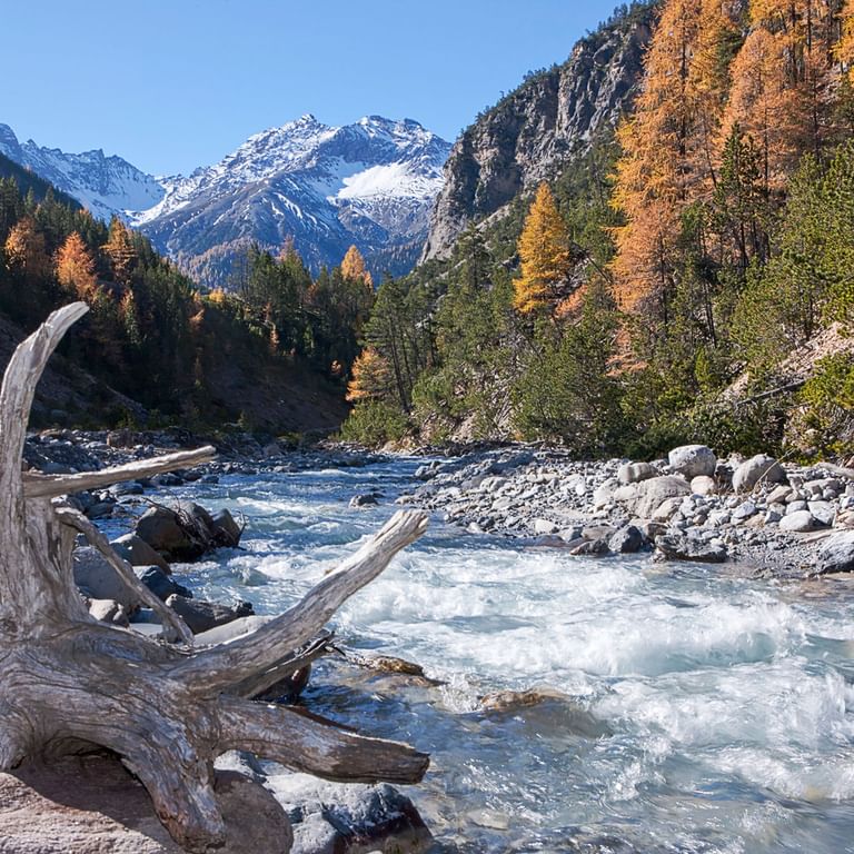 Ein wilder Fluss zieht sich durch die unberührte Natur im Schweizerischen Nationalpark.