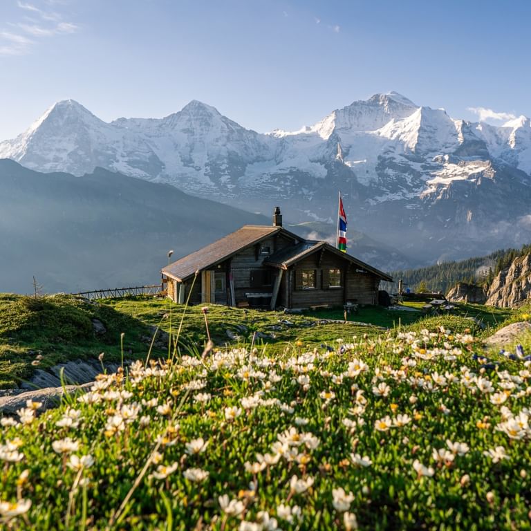 Lobhornhütte Berghütte mit Schweizer Fahne auf Almwiese mit weißen Blüten, schneebedeckte Gipfel im Hintergrund unter blauem Himmel.