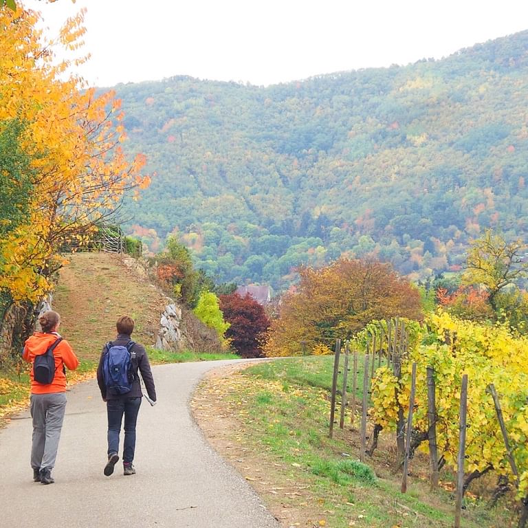 Deux randonneuses sur un chemin parcourant les vignes alsaciennes en automne