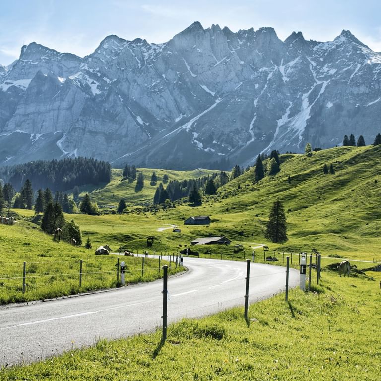 Asphaltierte Straße durch grüne Almwiesen mit weidenden Kühen in der Ostschweiz, dramatische schneebedeckte Berggipfel im Hintergrund.